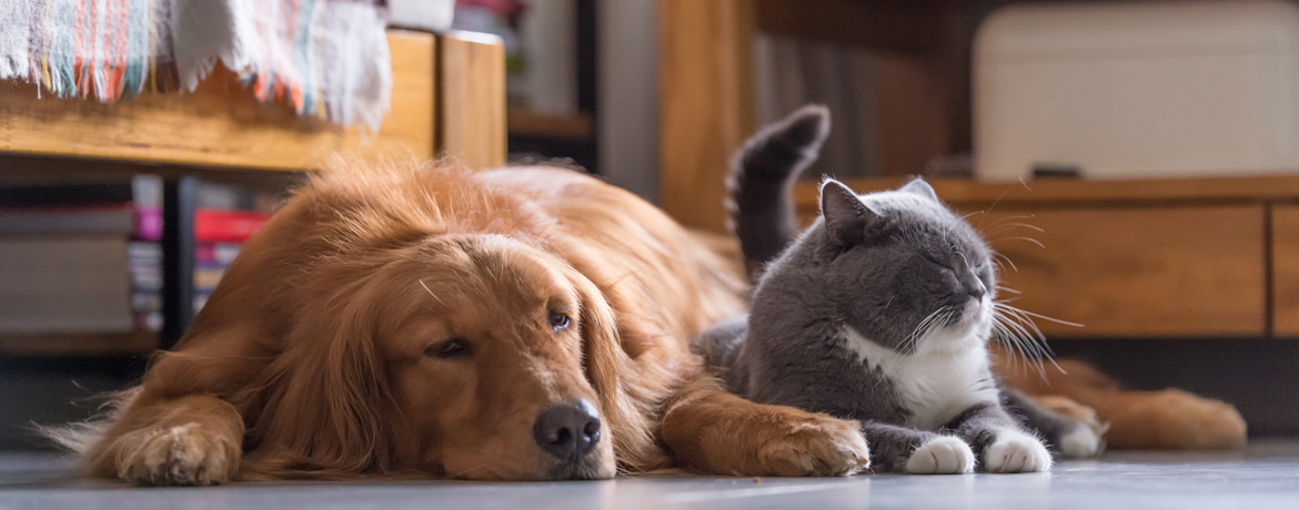 Como deixar sua casa confortável para animais de estimação